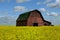 Red Barn In Canola Field