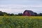 A red barn in a canola field