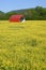 Red Barn in Field of Buttercups