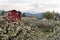 Red Barn in Hood River Pear Orchard