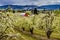 Red Barn in Oregon Pear Orchards