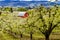 Red Barn in Oregon Pear Orchards