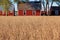 Red Barns and Golden Wheat in Rural Michigan