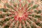 Red barrel cactus