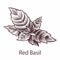 Red Basil icon. Detailed organic product sketch, botanical hand drawn label or emblem with leaves in engraving style