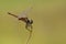 Red Basker, Urothemis assignata