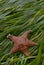 Red Bat star in eelgrass. Asterina miniata