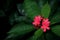 Red Batavia Flower aka Peregrina