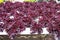 Red batavia vegetable in hydroponic farm, Red oak