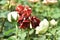 Red batik roses bloom on stalks in summer