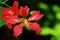 Red Bauhinia Flowers