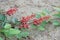 Red Bauhinia strychnifolia