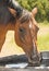 Red bay horse drinking