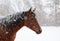 Red bay horse in heavy snow fall