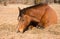 Red bay horse sleeping on hay in winter