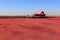 Red Beach of Panjin in China