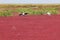 Red Beach of Panjin in China