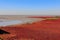 Red Beach of Panjin in China