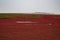 Red beach of Panjin in Liaoning, China
