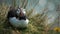 Red beak bird enjoying the place. Portrait of a northern puffin sitting on the grass near to the sea. Closeup of