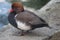 A red beak small eyed duck sits quite on the shore of a pond. Beak is bent a little and this avian has brown head