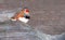 Red beaked bird on a rock