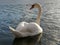 Red-beaked swan  Cygnus olor