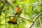 Red-bearded Bee-eater