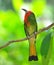 Red-Bearded Bee Eater