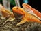 Red Bearded Dragons