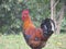 Red Beautiful Colorful African Rooster