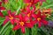 Red beautiful daylily flowers