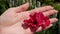Red beautiful flower,flower bloom in the hand of a girl.