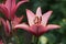 Red beautiful flower stamens multiple