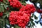 Red beautiful juicy berries on the rowan branches autumn season