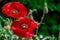 Red beautiful poppy flower in garden