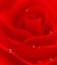 Red beautiful rose background