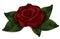 Red beautiful rose. Dark pink full-blown Roos realistic