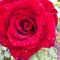 Red beautiful rose flower with raindrops on the petals
