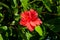 Red beautiful tropical single flower of Chinese Hibiscus Hibiscus rosa-sinensis