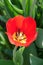 Red beautiful tulip