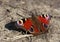 Red beautifull butterfly on ground