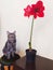 Red beauty flower of Amarillis or Hippeastrum with cat