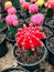 red beauty kaktus flower