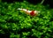 Red bee shrimp stay on grass or aquatic moss with dark and green background