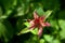 Red Beebalm Flower