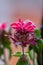 Red beebalms Monarda flowers in natural light