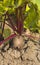 Red beet growing in the ground in the home garden