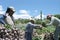 Red beet harvest in northern Argentina