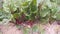 Red beet plants